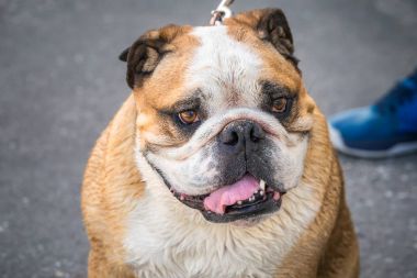 Yeni Zelanda görünümü