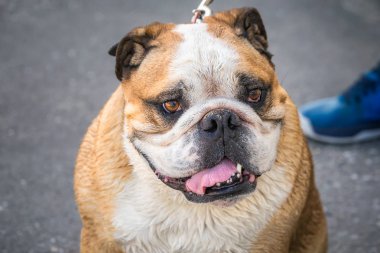 Yeni Zelanda görünümü