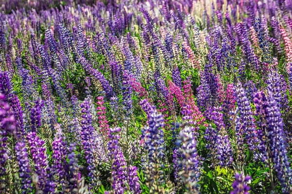 Majestatyczne Góry Krajobraz Łubinu Kwitnący Pobliżu Lake Tekapo Nowa Zelandia — Zdjęcie stockowe