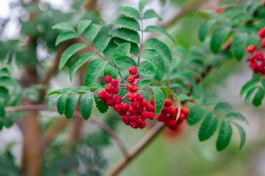 Rowan ağacı Moskova