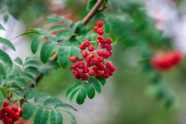 Rowan ağacı Moskova