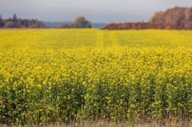 Raps alan fotoğrafı