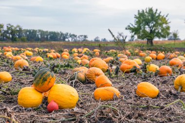 Sarı kabak tarlası