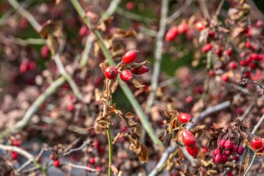 Çiğ yaban mersini.