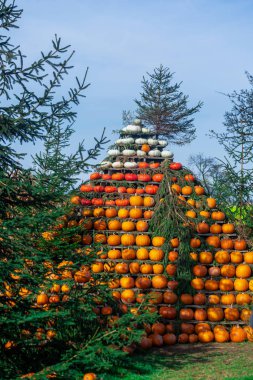Cadılar Bayramı balkabağı süslemesi