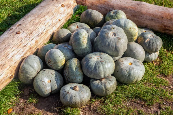 Decorazione zucca di Halloween — Foto Stock