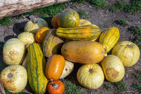 Decorazione zucca di Halloween — Foto Stock