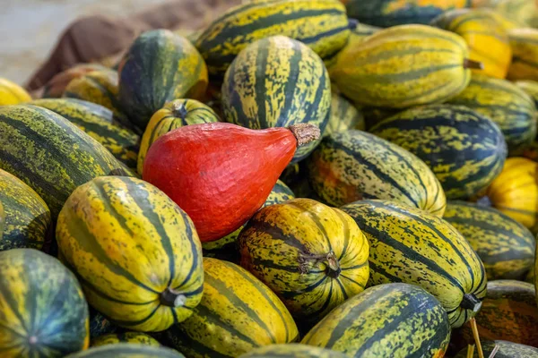 Decorazione zucca di Halloween — Foto Stock