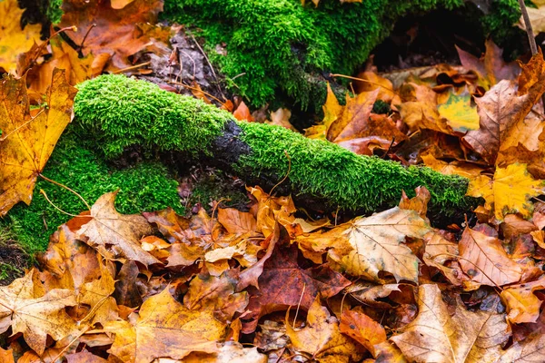 Roots with moss — Stock Photo, Image