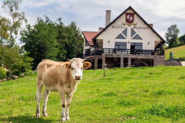 Europareise Rumänien — Stockfoto