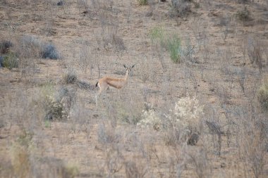 Hindistan gezisi başyazısı
