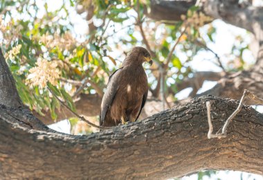 Hindistan gezisi başyazısı