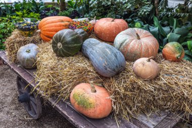 Avrupa 'nın başkentleri
