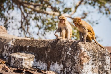 Hindistan gezisi başyazısı