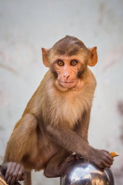 Hindistan gezisi başyazısı