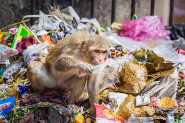 Hindistan gezisi başyazısı