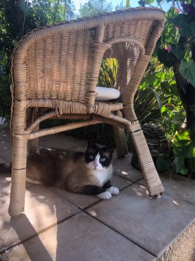 Sandalyenin altında oturan güzel bir cins kedi..