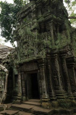 Angkor Wat, Siem Reap, Kamboçya 'daki büyük kökler ve tapınak kalıntıları..