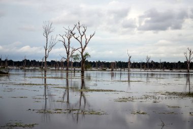 Kompleks Angkor Wat Bataklığı Siem Reap, Kamboçya 'da yaz günü.