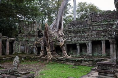 Angkor Wat, Siem Reap, Kamboçya 'daki tapınak harabelerinde kökleri var..