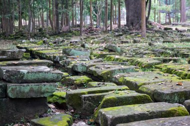 Angkor Wat 'taki eski yosun taşları, Siem Reap, Kamboçya.