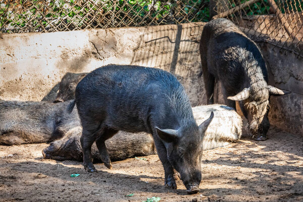Pigs at Long-necked Karen village in Chiang Rai, Thailand.