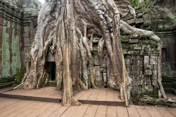 Grandes Raíces Ruinas Del Templo Angkor Wat Siem Reap Camboya — Foto de Stock