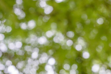 bokeh arka plan ağaç gölge altında doğadan