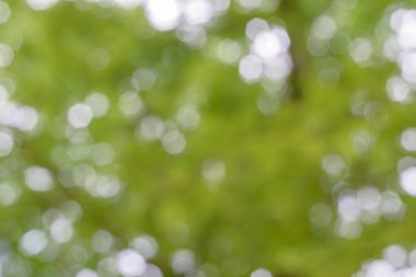 soyut bulanık yeşillik veya bokeh arka plan bulanıklık