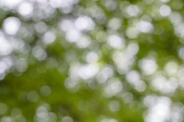 Doğal Bokeh, yumuşak yeşil doğal bokeh arka plan