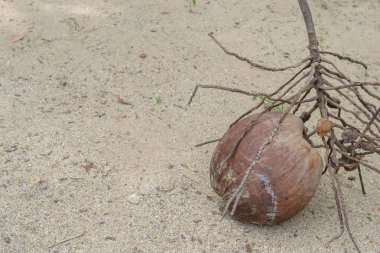 yerdeki kahverengi olgun hindistan cevizi