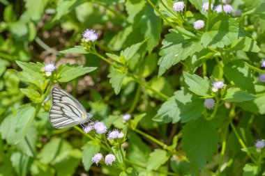 Tayland 'da kanatları olmayan beyaz kelebek ve yeşil yaprak