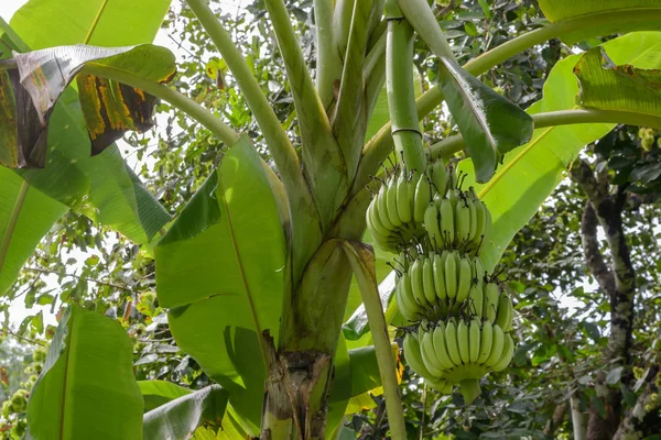 Banana na árvore na Tailândia — Fotografia de Stock