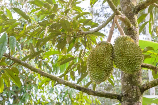 Durian gyümölcsök lóg a fa, Thaiföld — Stock Fotó