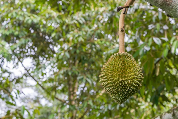 Friss durian-fa — Stock Fotó