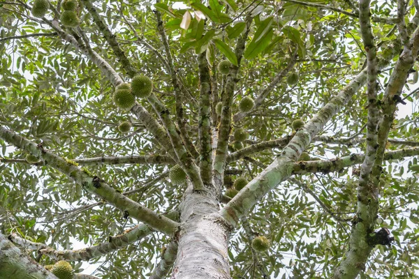 RAW Durian på träd i Thailand — Stockfoto