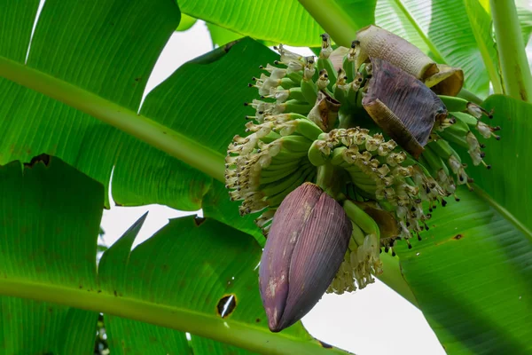 Manojos de plátanos verdes creciendo en el árbol en Tailandia — Foto de Stock