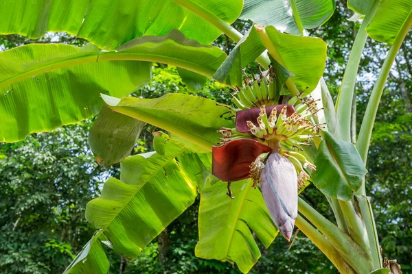 Bando de bananas verdes que crescem na Tailândia — Fotografia de Stock