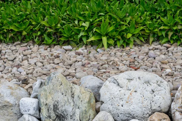 Πέτρα πέτρες χαλίκια και φυτά στον κήπο — Φωτογραφία Αρχείου