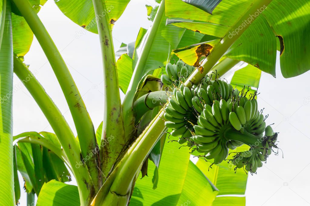 Banana tree with a bunch of bananas on white background