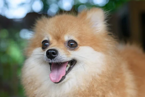 Pomeranian köpek yakın çekim — Stok fotoğraf