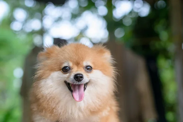 Pomeranian hund söta husdjur, närbild — Stockfoto