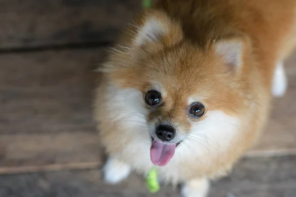 Pomeranian hund med wood bakgrund — Stockfoto