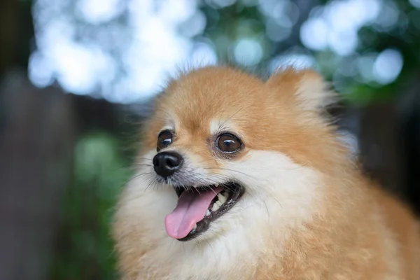 Porträtt av söt pomeranian hund — Stockfoto