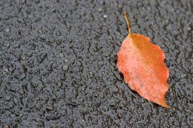 zeminde turuncu yaprak sonbaharda sonbahar Tokyo.