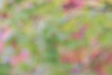 Akçaağaç yaprağı bokeh arka plan bulanık