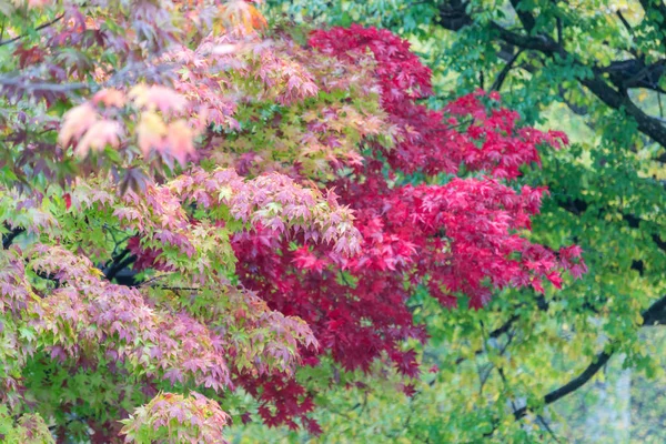 Барвисті Кленового Листя Восени Nikko Японія — стокове фото