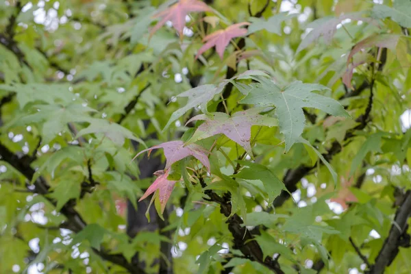 Les Feuilles Érable Vertes Commencent Changer Couleur Automne Dans Jardin — Photo