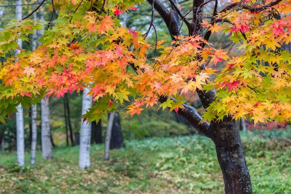 Akça Ağaç Sonbaharında Nikko Japonya Telifsiz Stok Fotoğraflar