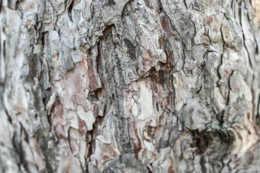 Eski Ağaç Yapısı Arkaplan Şablonu